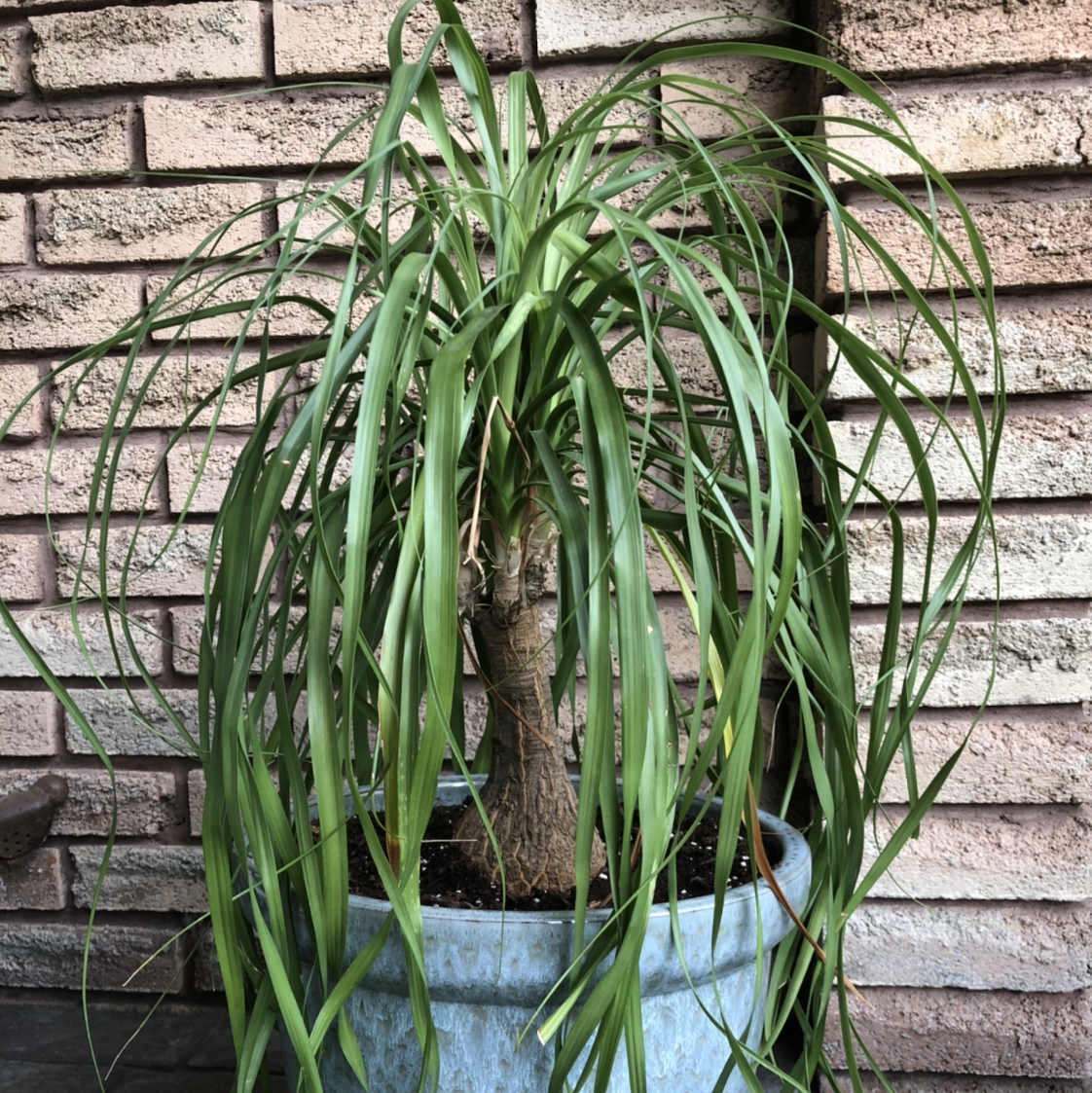 Ponytail Palm plant photo by @PlantHugger named Bob on Greg, the plant care app.