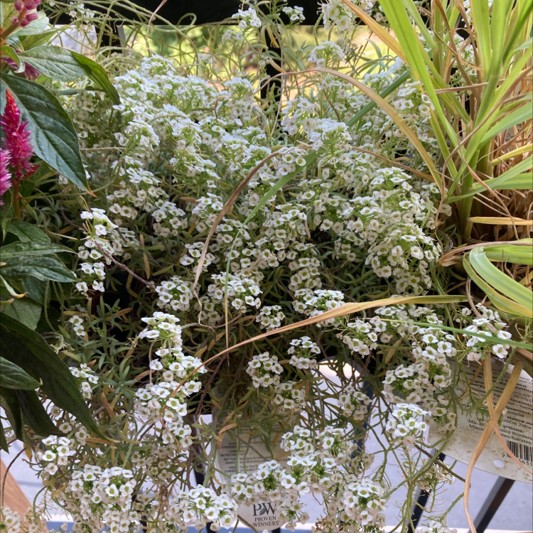 Healthy sweet alyssum plant with dense clusters of delicate white flowers in full bloom, growing in a container.