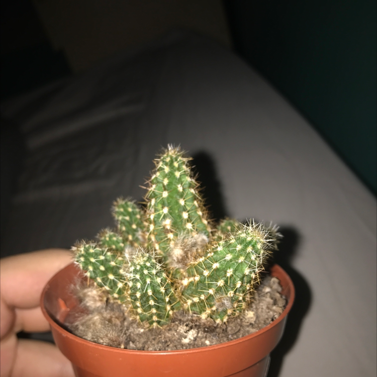 Peanut Cactus in a small pot, healthy with visible soil.