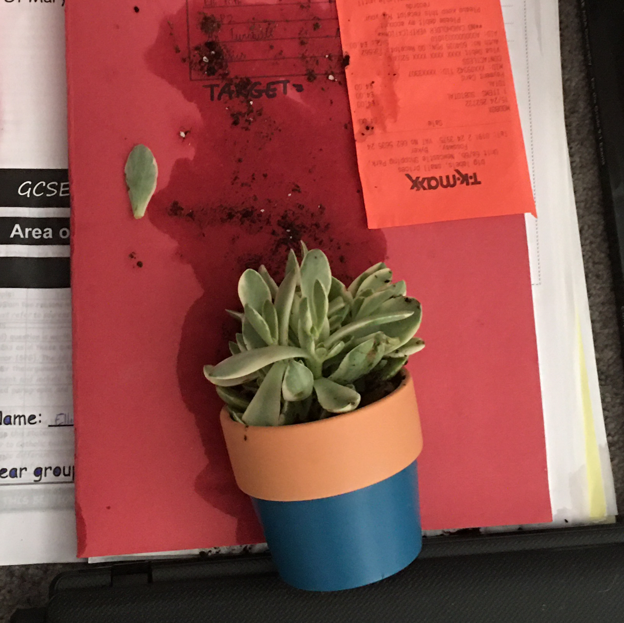 Lipstick Echeveria plant photo by Elsie named t swizzle she/they on Greg, the plant care app.
