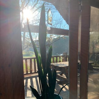 Snake Plant plant in Bowler, Wisconsin