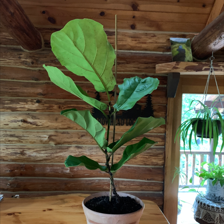 Fiddle Leaf Fig plant photo by Patti named Figgy on Greg, the plant care app.