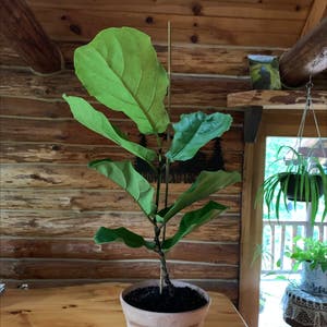 Fiddle Leaf Fig plant photo by Patti named Figgy on Greg, the plant care app.