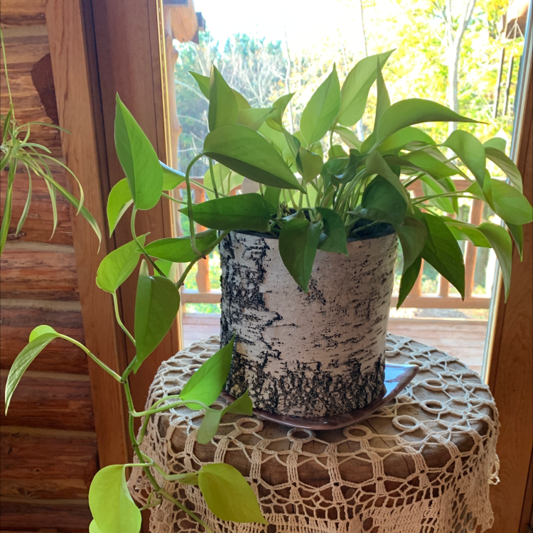 Taro Vine plant photo by Patti named Goldie on Greg, the plant care app.