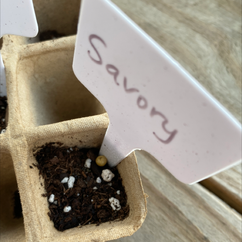 Photo of the plant species Summer savory by Chelsey named Your plant on Greg, the plant care app