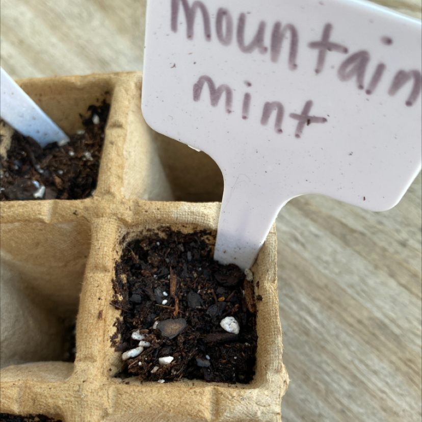 Photo of the plant species Hoary Mountainmint by Chelsey named Your plant on Greg, the plant care app
