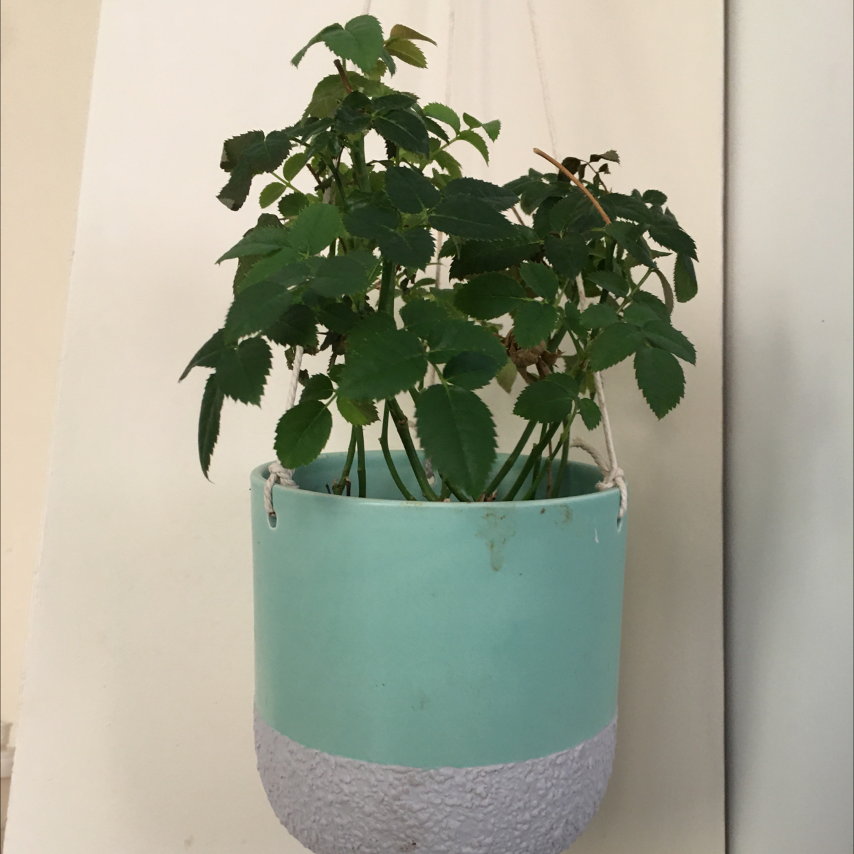 Healthy Kalanchoe pinnata plant with large green leaves growing in a teal ceramic hanging planter against a white wall.