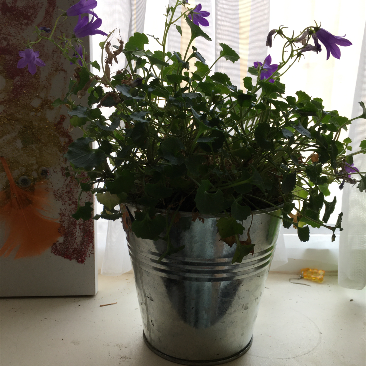 Peach-Leaf Bellflower plant in a metal pot with some flowers and healthy foliage.