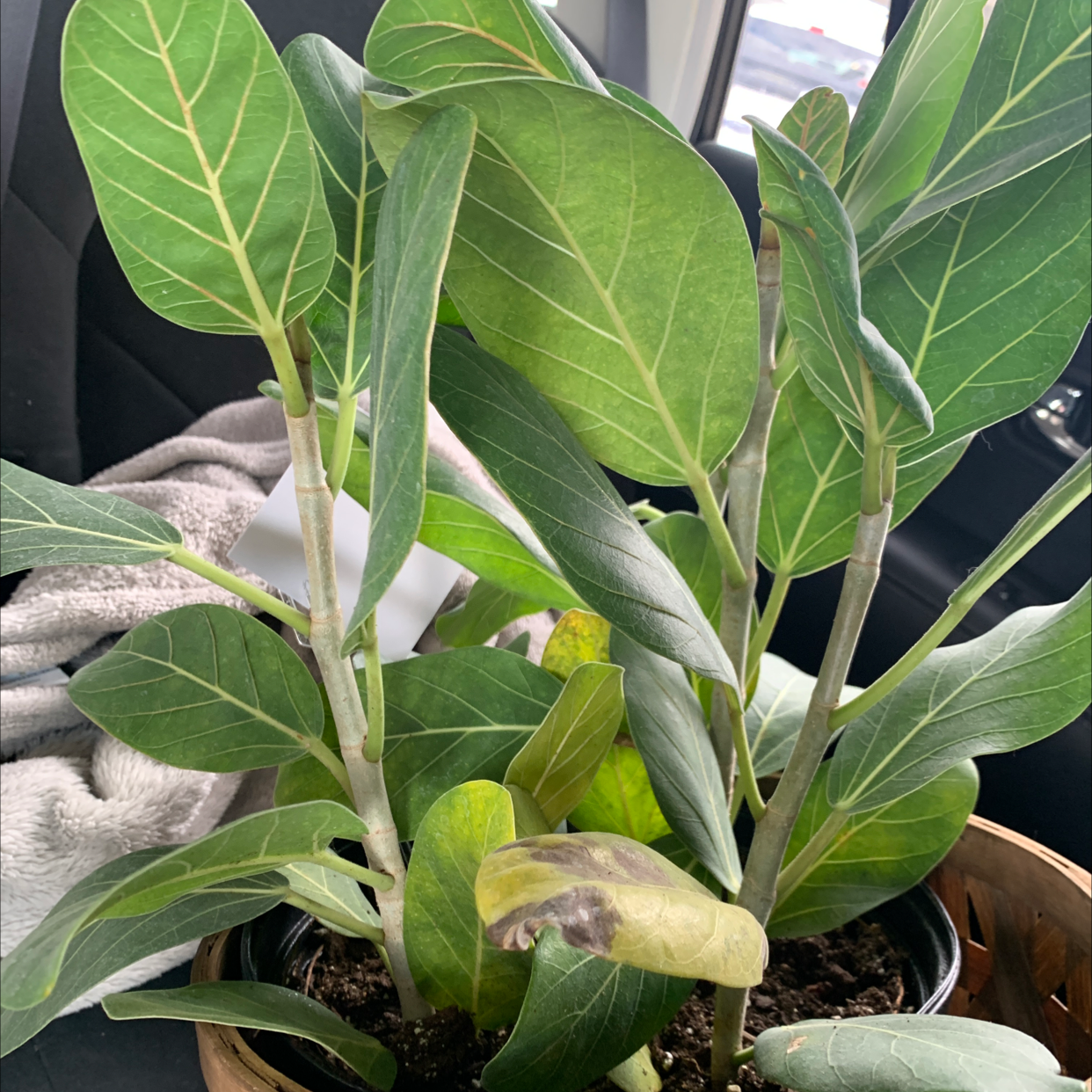 Potted Audrey Ficus plant with some yellowing and browning leaves, placed in a car.