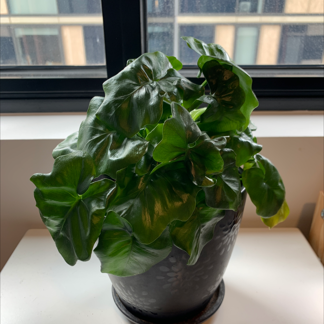 Philodendron 'Super Atom' plant in a pot near a window, with vibrant green leaves.