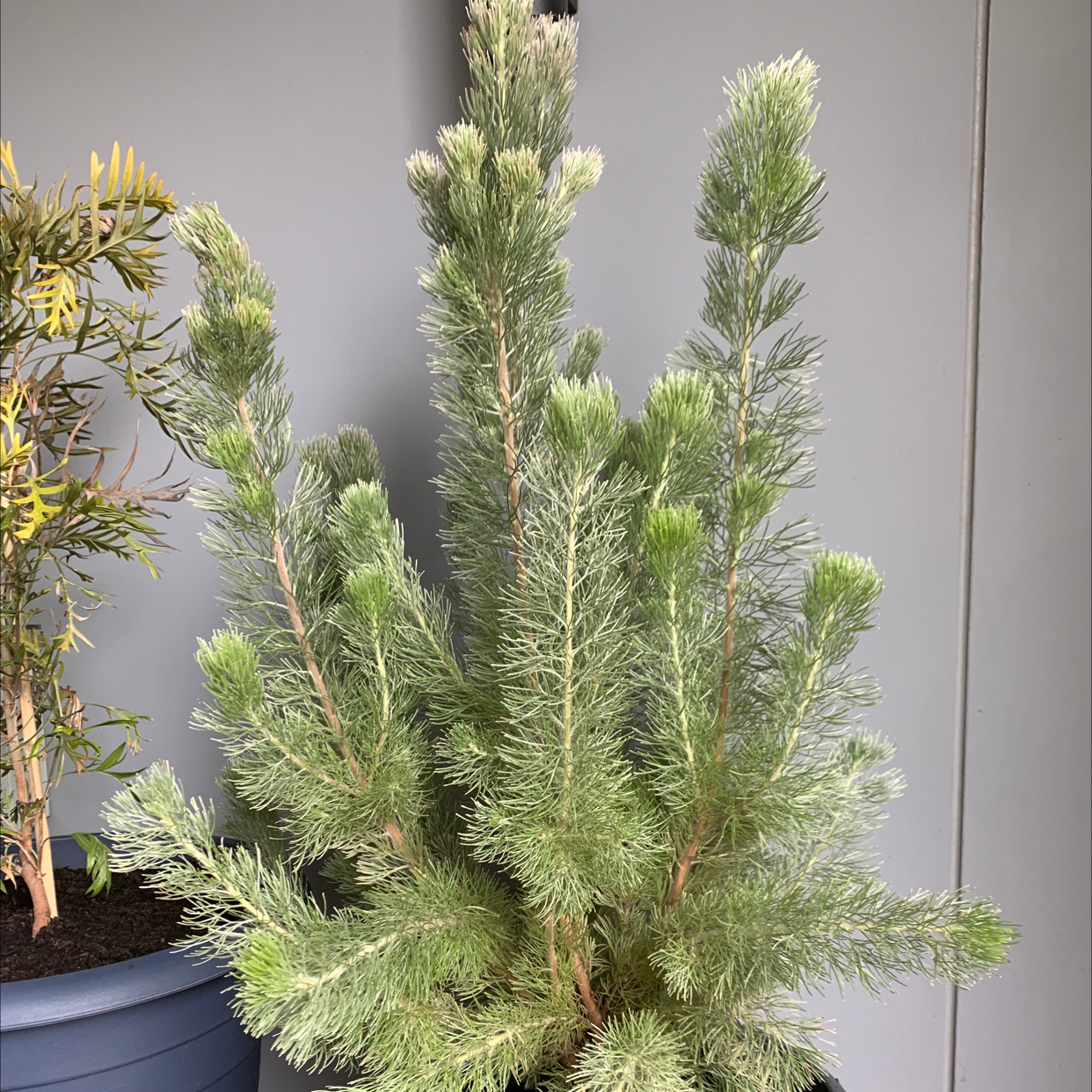 Photo of the plant species Albany Woollybush by Lori j named Woolly on Greg, the plant care app