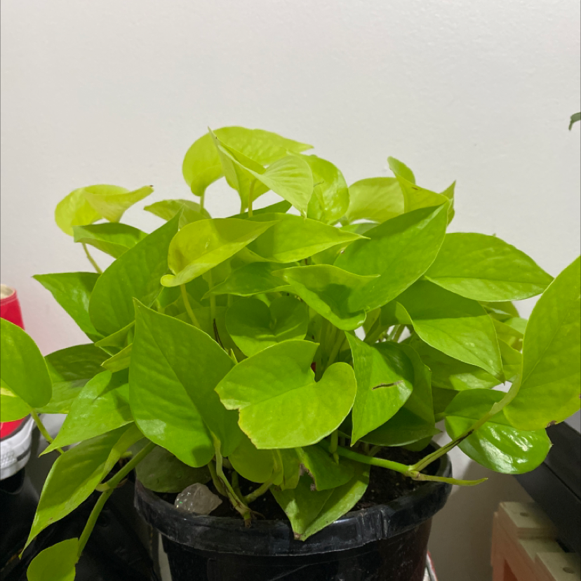 Neon Pothos plant photo by @alliantoniuk named Neon Pothos on Greg, the plant care app.