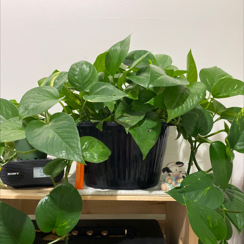 Taro Vine plant photo by @alliantoniuk named Pothos on Greg, the plant care app.