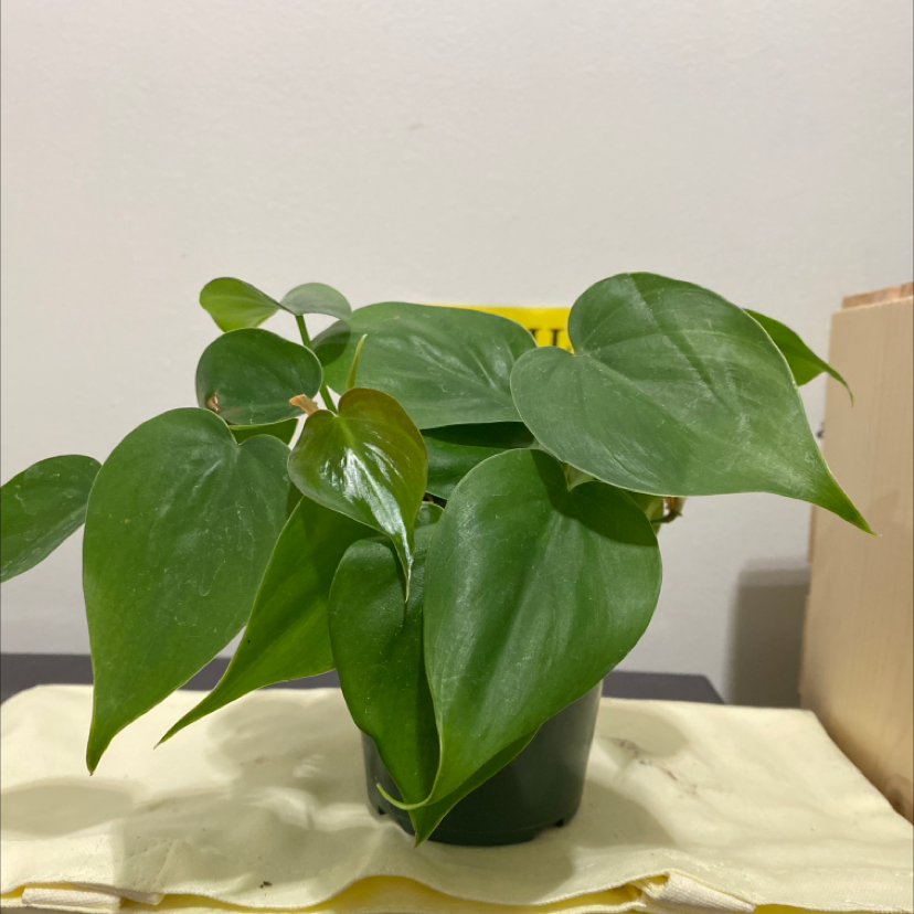 Philodendron Scandens plant photo by @alliantoniuk named Heart Shaped Box by Nirvana on Greg, the plant care app.