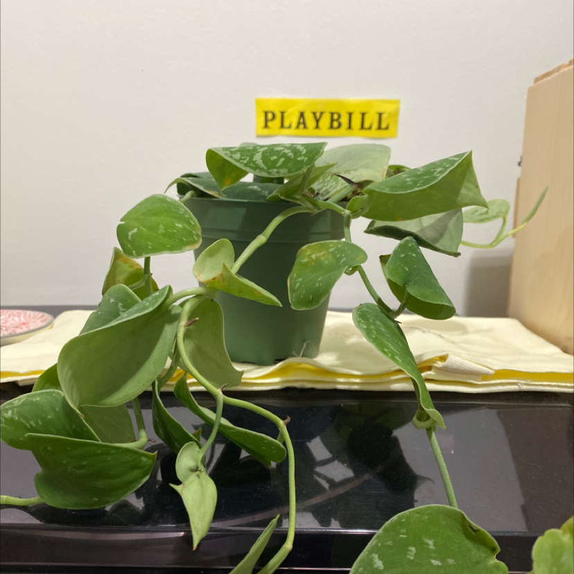 Silver Satin Pothos plant photo by @alliantoniuk named Silver Satin Pothos on Greg, the plant care app.