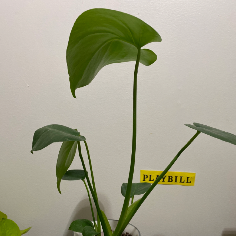 Monstera plant photo by @alliantoniuk named Munster on Greg, the plant care app.