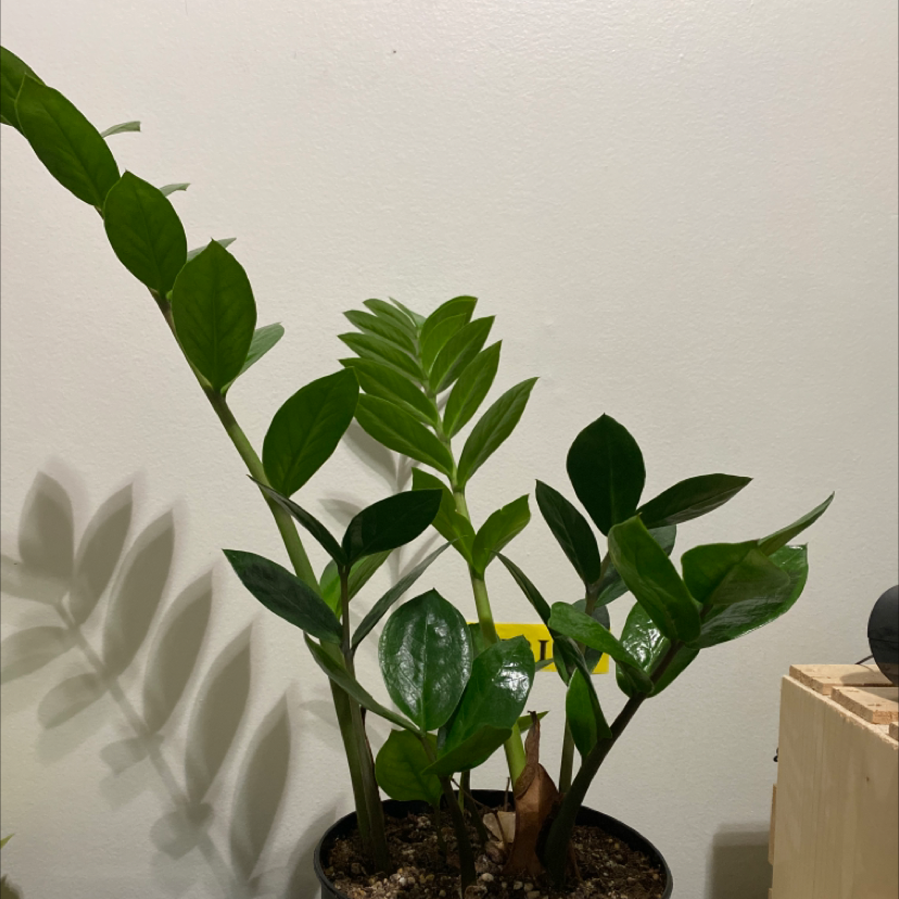 Zamioculcas Zamiifolia plant photo by @alliantoniuk named ZZ Top on Greg, the plant care app.