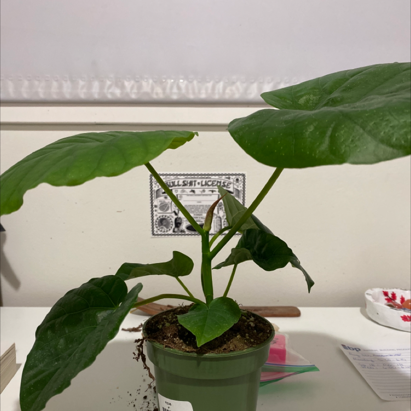 Photo of the plant species Ficus umbellata by @alliantoniuk named Ficus on Greg, the plant care app
