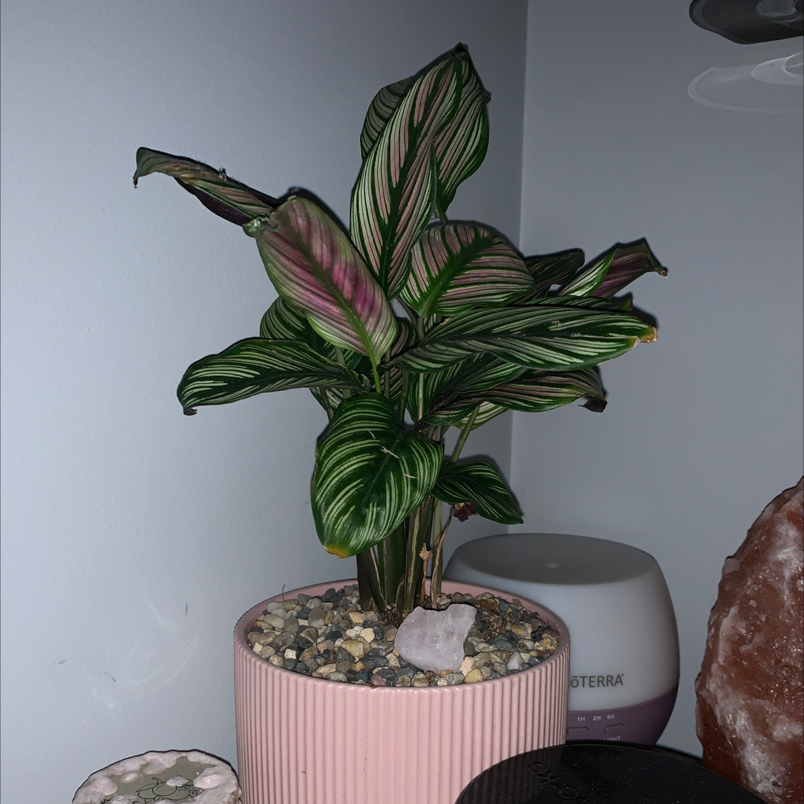 Pinstripe Calathea plant photo by @mirandaht named pink lady on Greg, the plant care app.