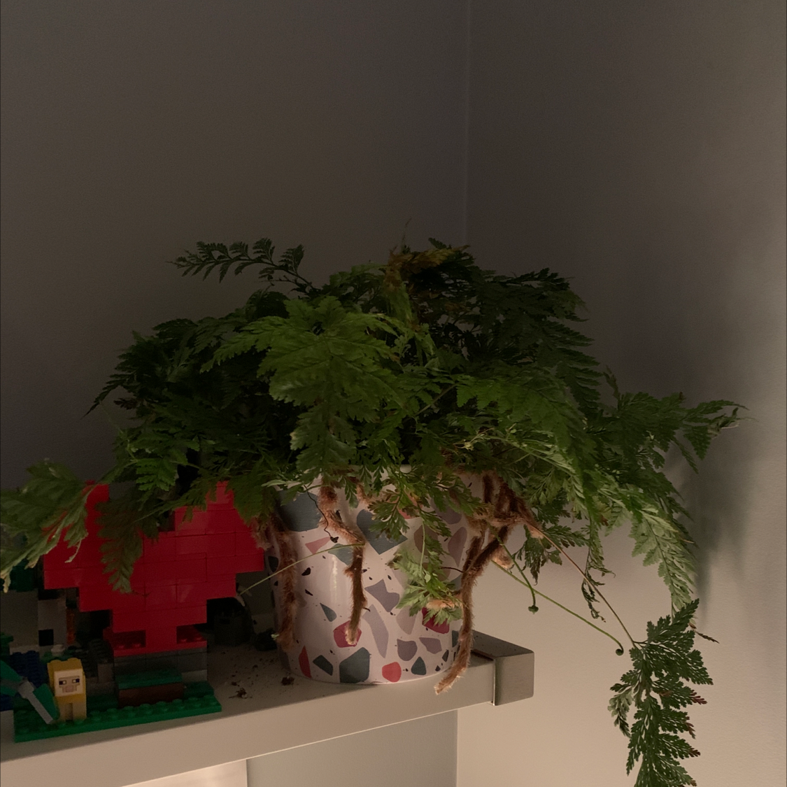Photo of the plant species Conium Maculatum by @mirandaht named tarantula on Greg, the plant care app