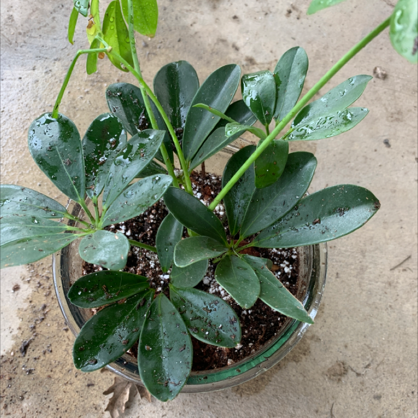 Dwarf Umbrella Tree plant photo by Brodie named Queen on Greg, the plant care app.