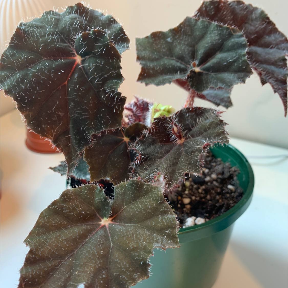 Photo of the plant species Begonia Bill Morris by @jay_kei named Billie on Greg, the plant care app