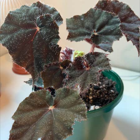 Photo of the plant species Begonia Bill Morris by Jay_kei named Billie on Greg, the plant care app