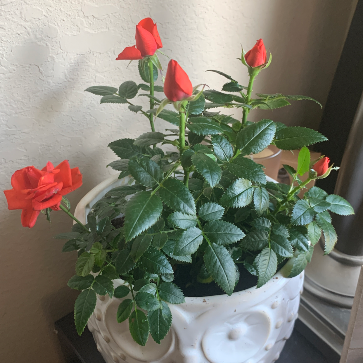 Dog Rose plant with vibrant red flowers in a white pot, healthy green leaves.