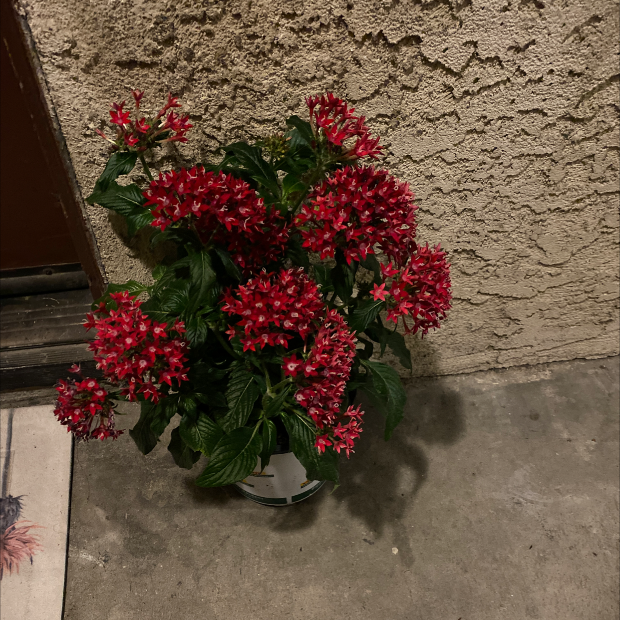 Potted Egyptian Starcluster with vibrant red flowers against a textured wall.