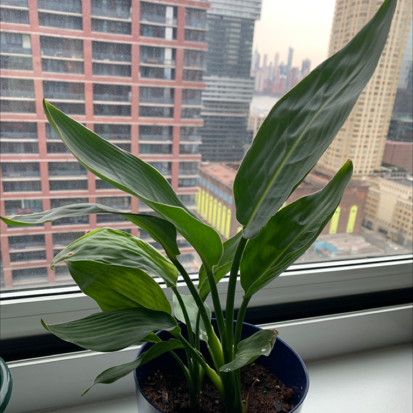 Healthy Cast Iron Plant on a windowsill with a cityscape background.