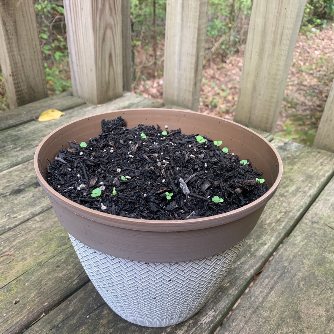 Sweet Basil plant photo by @Kee_na named Basil on Greg, the plant care app.