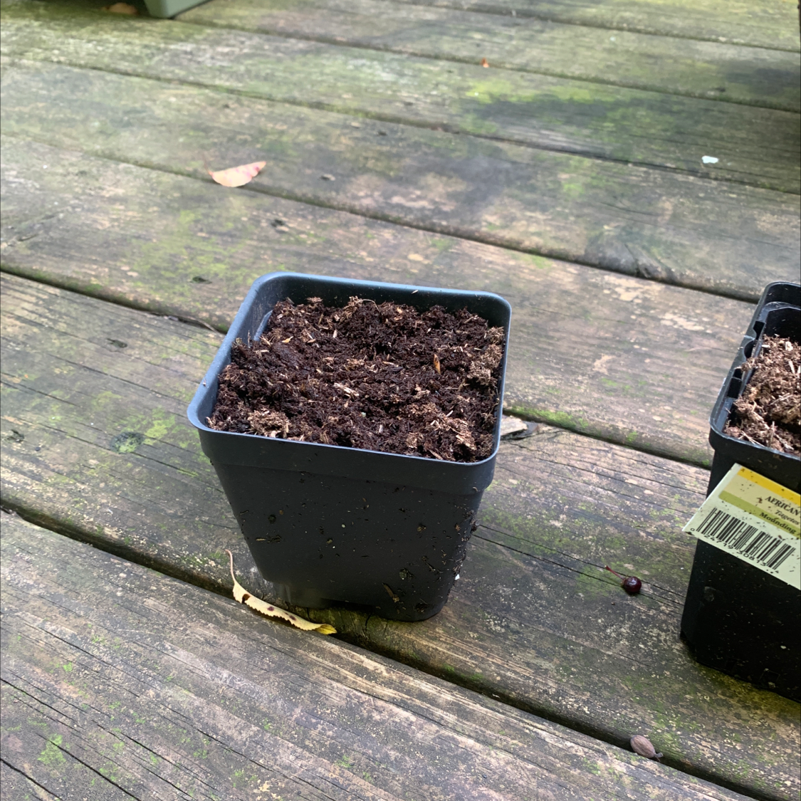 Photo of the plant species Long Green Onion by @Kee_na named Onions on Greg, the plant care app