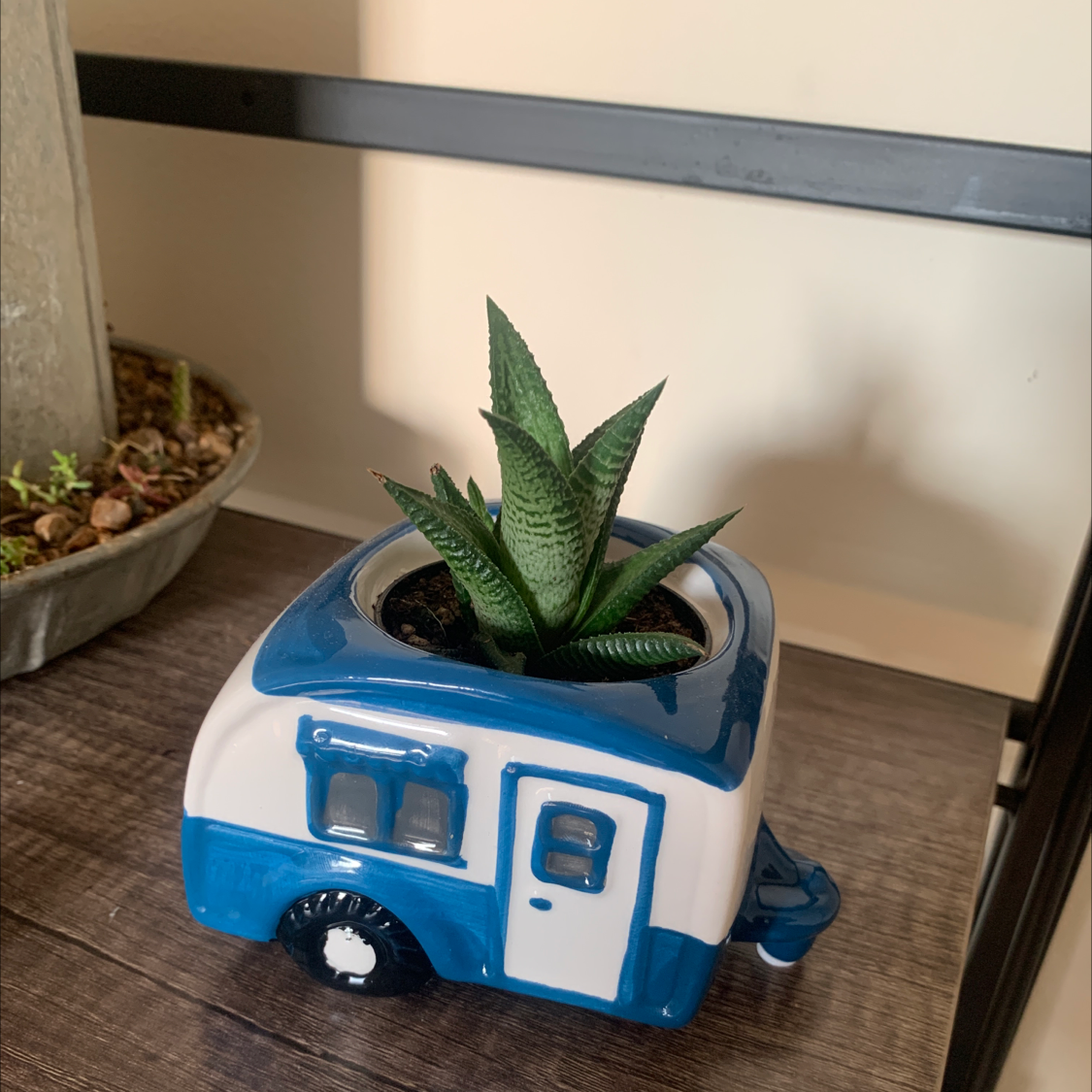 Zebra Plant plant photo by @Kee_na named Camper on Greg, the plant care app.