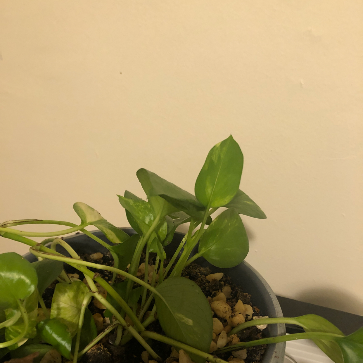 Taro Vine plant photo by Ava named Pothos on Greg, the plant care app.