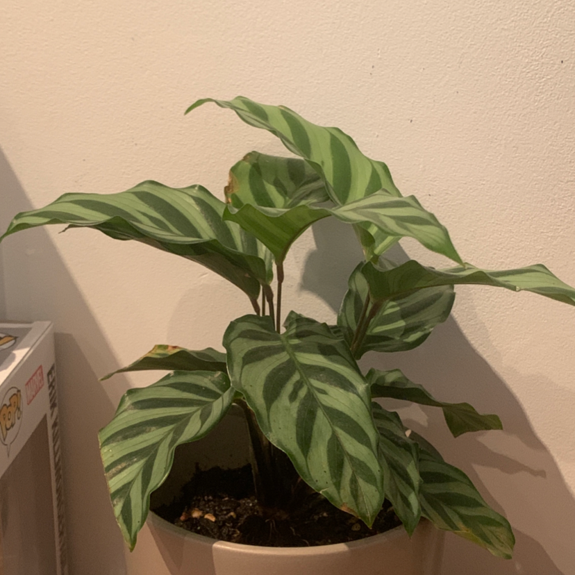 Rose Calathea plant photo by @Silkust named Harold on Greg, the plant care app.