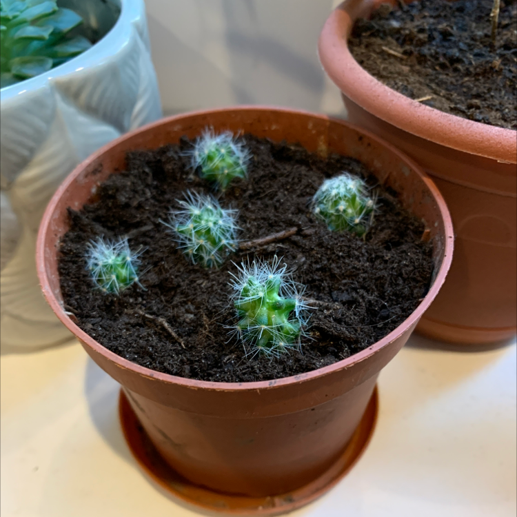 Potted Orange Crown Cactus with multiple young sprouts in healthy soil.