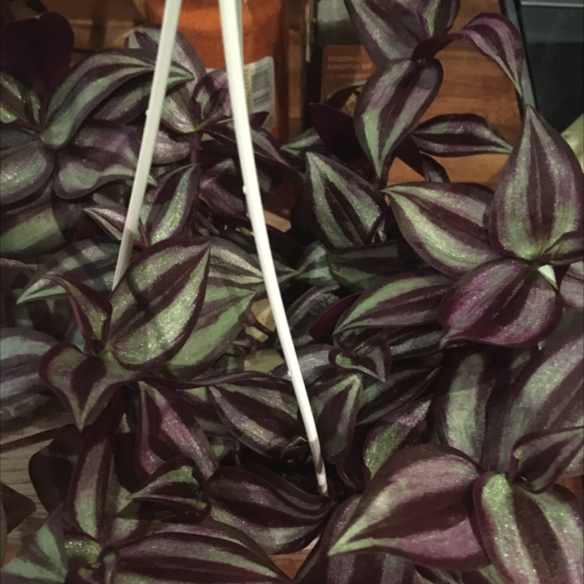 Spiderwort plant photo by Jeanne named Traddy on Greg, the plant care app.