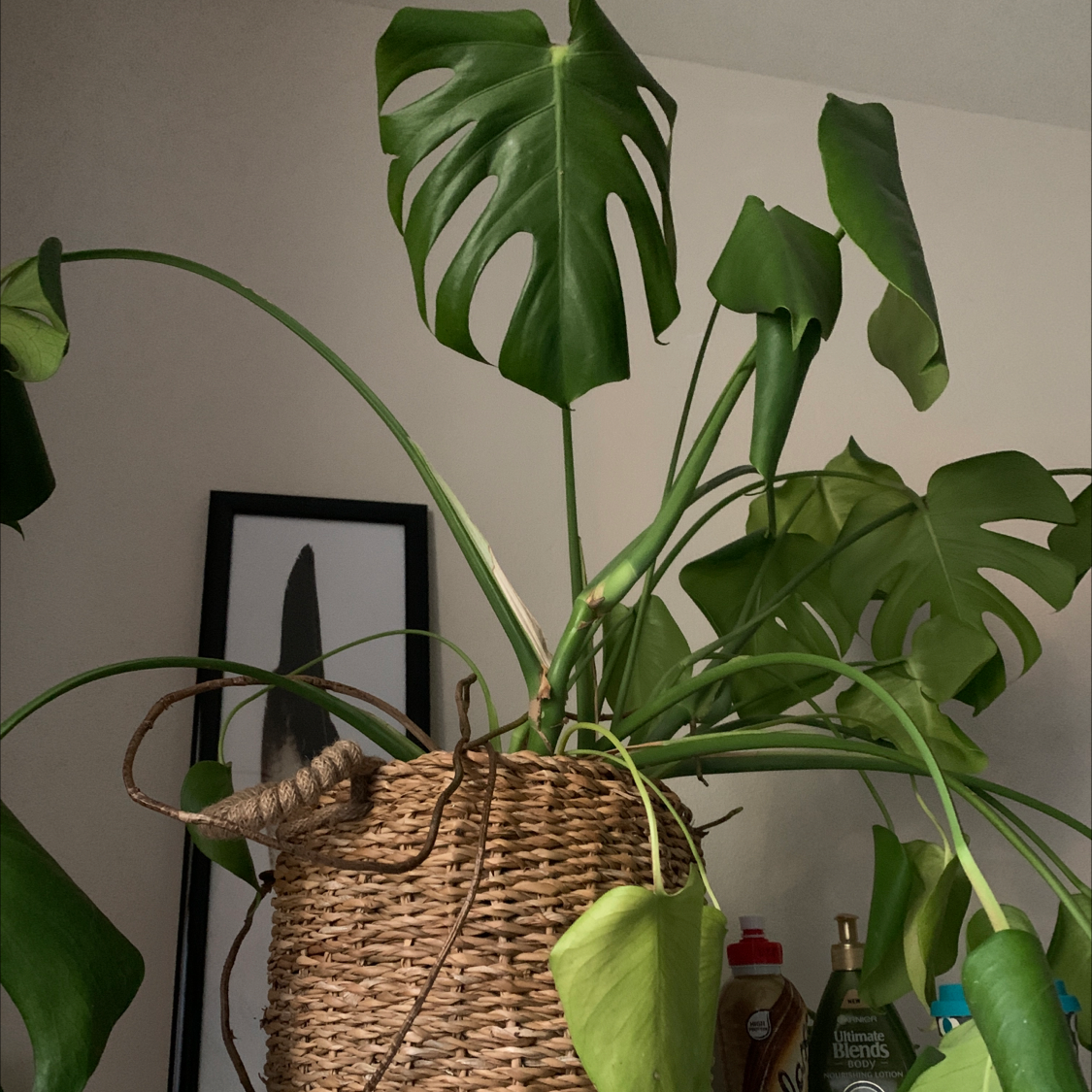 Monstera plant photo by Wren named Hamilton - cheese plant on Greg, the plant care app.