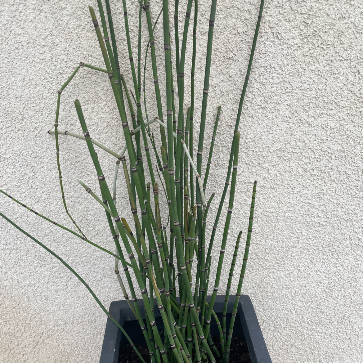 Common Scouring-Rush plant in a black pot against a plain background.