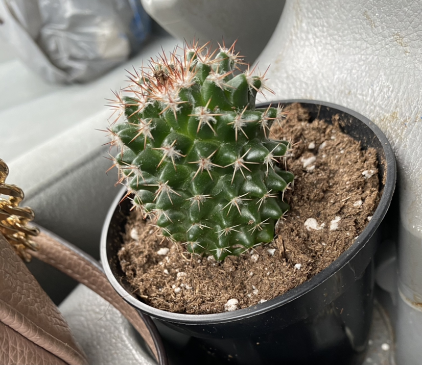 Golden Barrel Cactus plant photo by Destinee named New cactus on Greg, the plant care app.