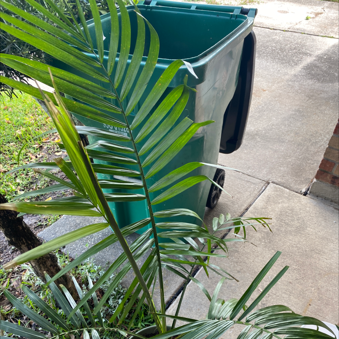 Healthy cat palm with vibrant green fronds in a large green plastic pot sitting outdoors on concrete.