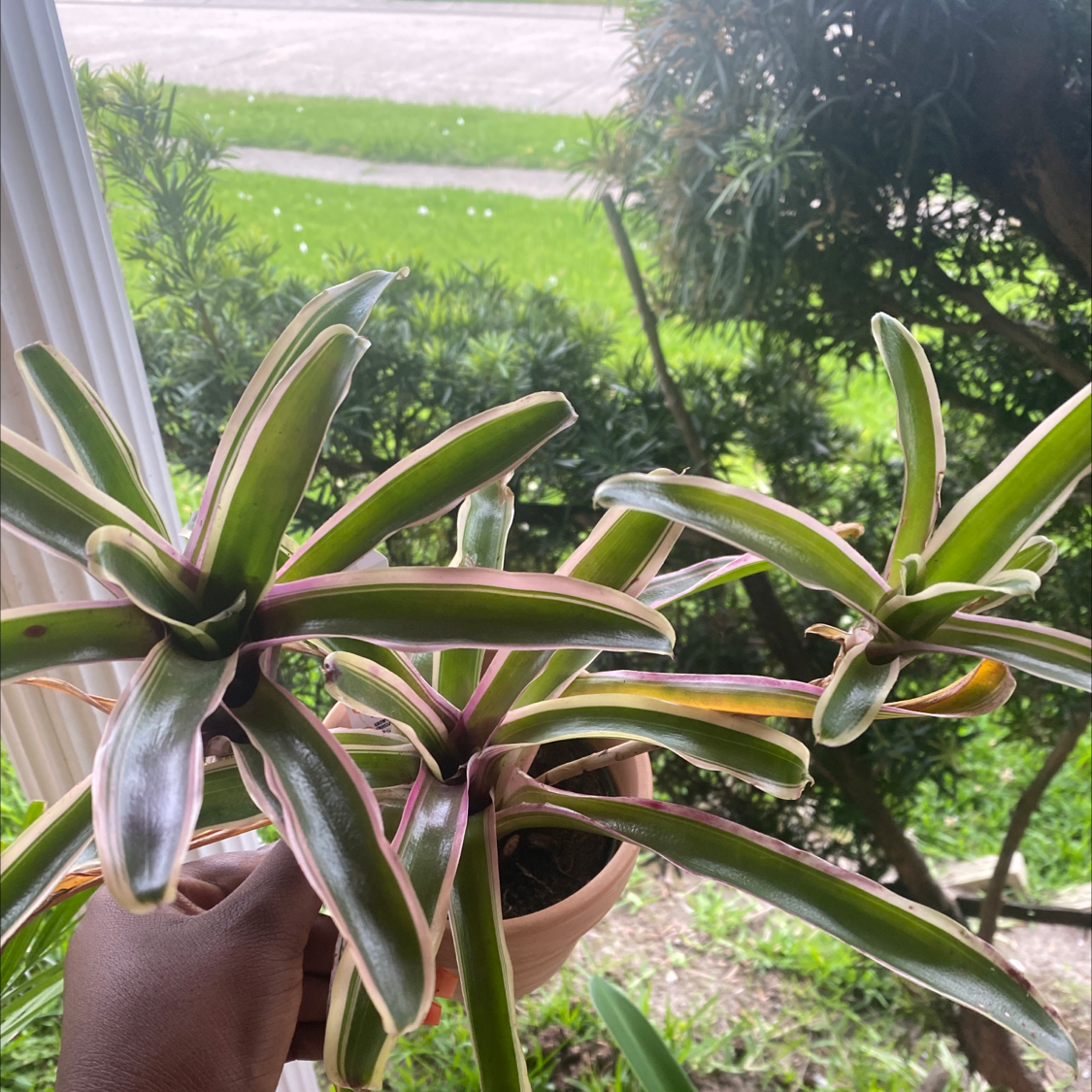 Blushing Bromeliad plant being held, with vibrant green and pinkish-red leaves.