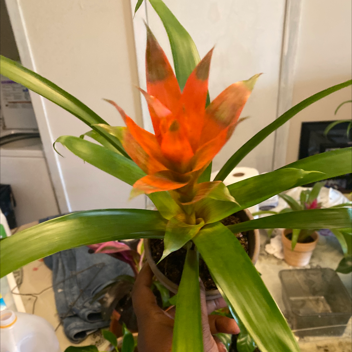 Blushing Bromeliad with vibrant orange-red central leaves and green outer leaves, some browning on tips.