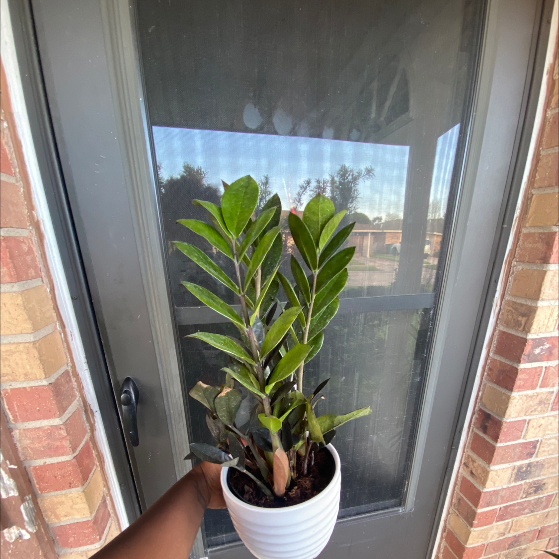 Raven ZZ Plant in a white pot held in front of a door.