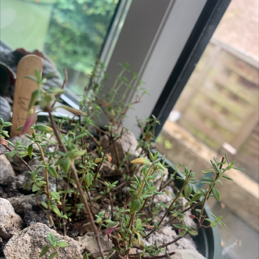 Photo of the plant species Common Thyme by Max named Tim on Greg, the plant care app