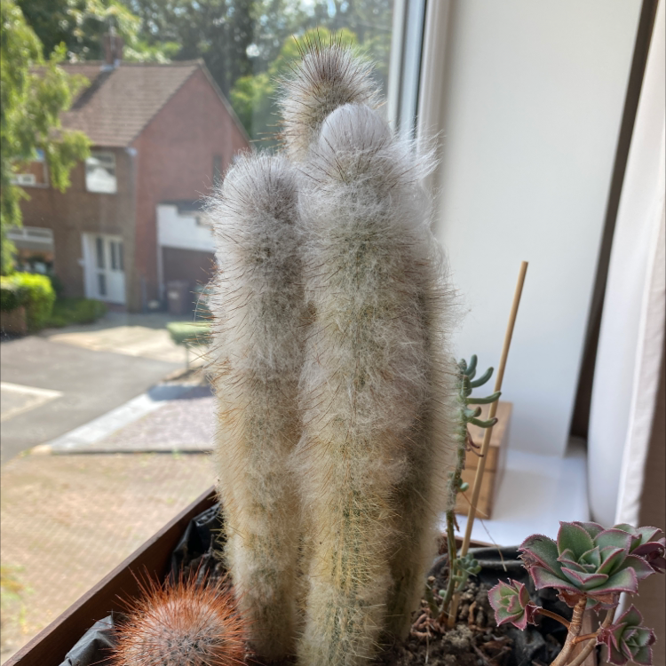 Photo of the plant species Peruvian Old Man Cactus by @emrysjpg named Bonzai on Greg, the plant care app