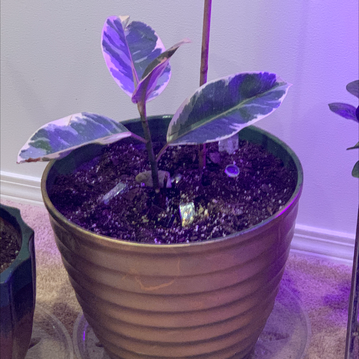 Rubber Plant plant photo by J named Conner on Greg, the plant care app.