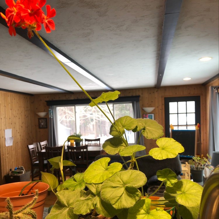 Zonale Geranium plant with red flowers and green leaves in a pot indoors.