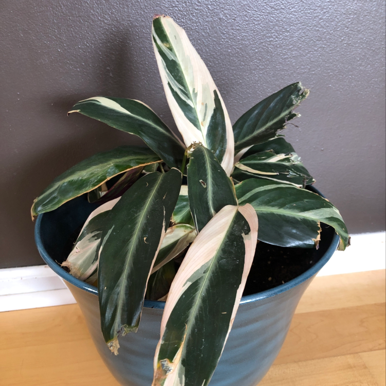 Never Never Plant in a blue pot with variegated leaves showing some damage.