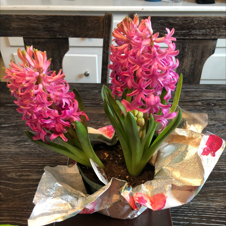 Garden Hyacinth with vibrant pink flowers, healthy leaves, and visible soil.